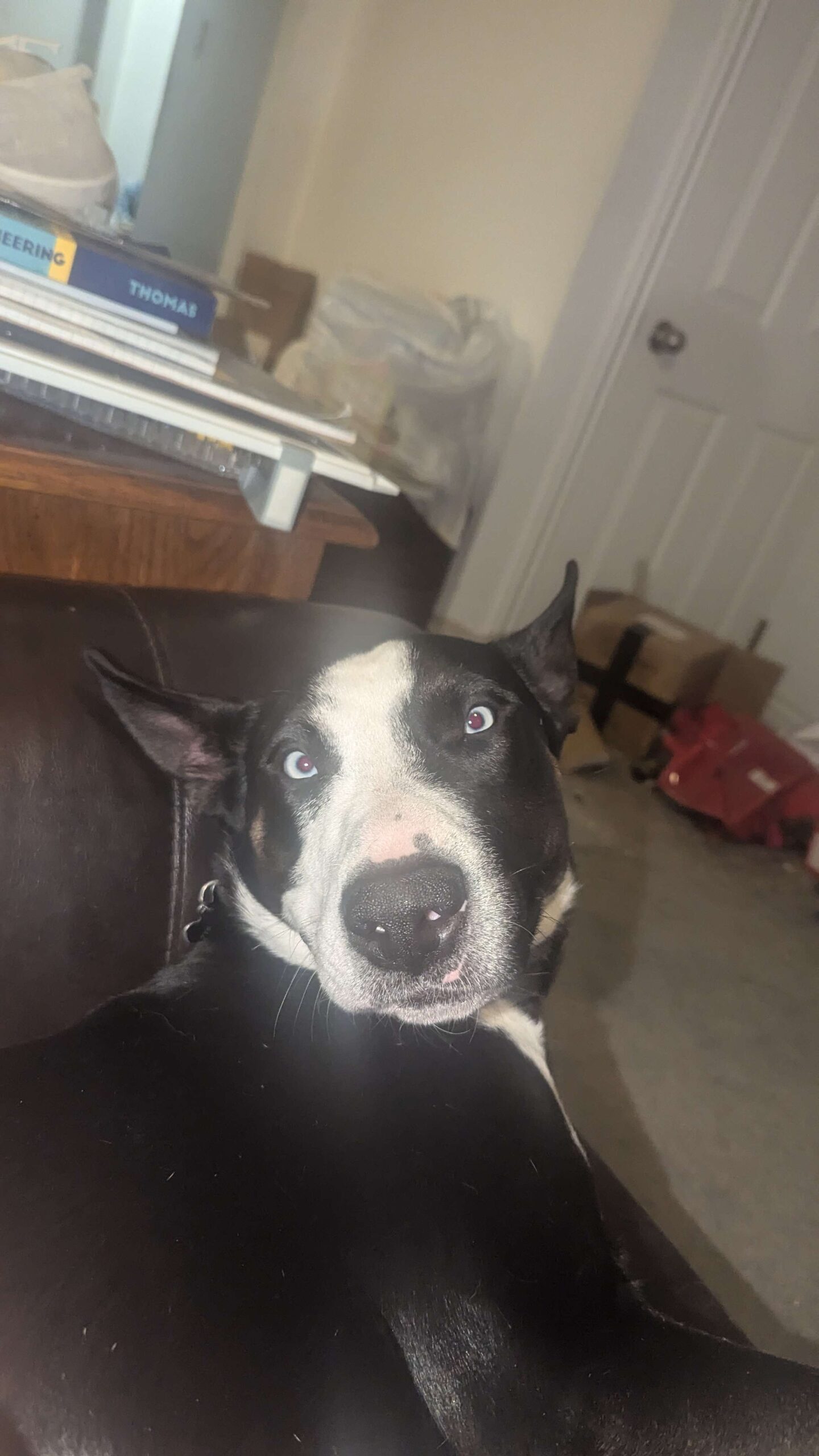 Aso — Dueldor's dog, part of the Hammer, Ash & Chrome family